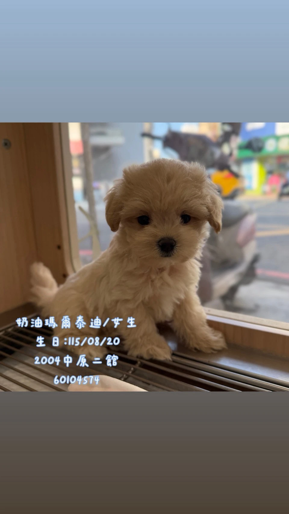 瑪爾泰迪｜奶油