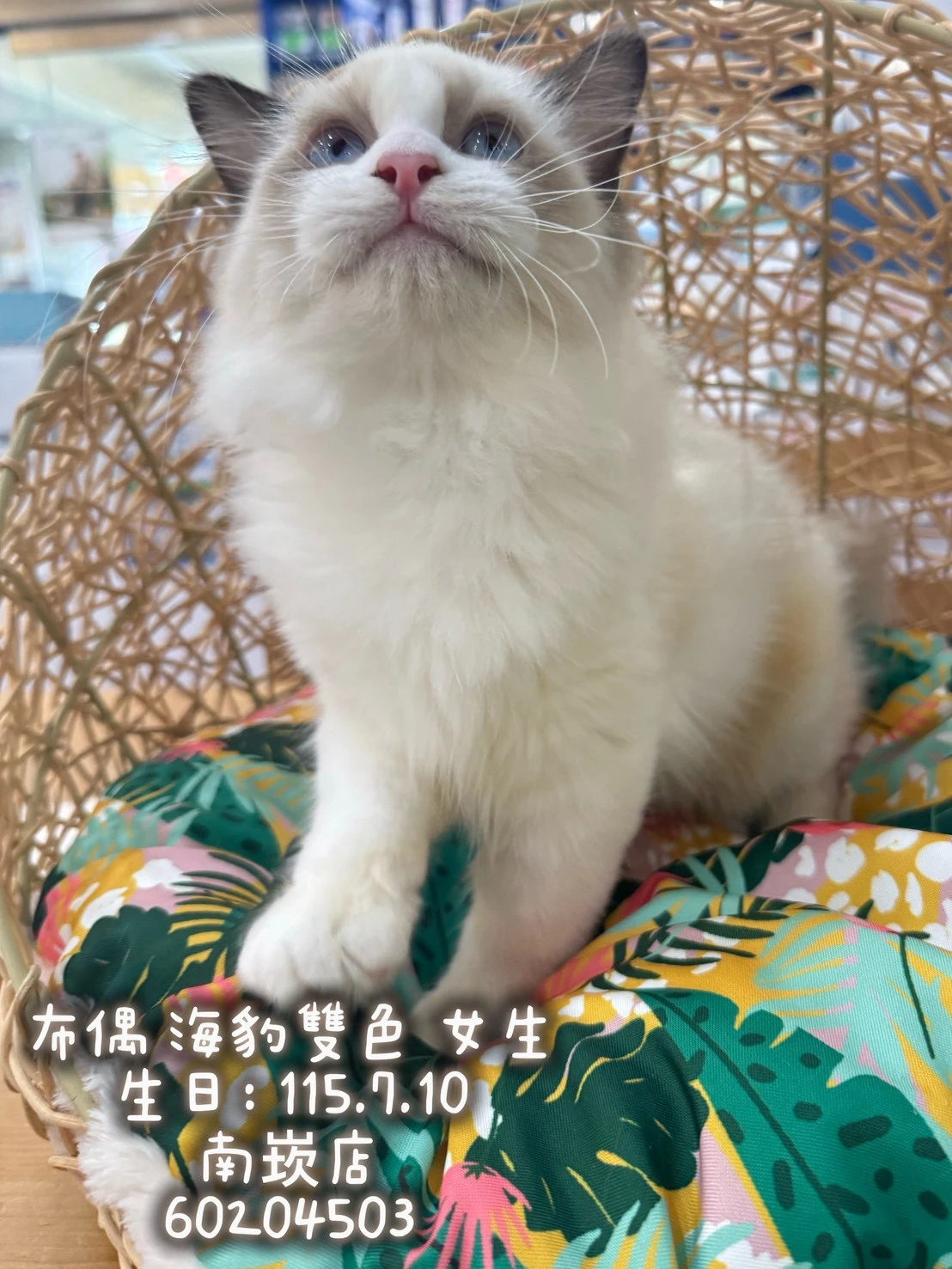 布偶貓｜海豹雙色