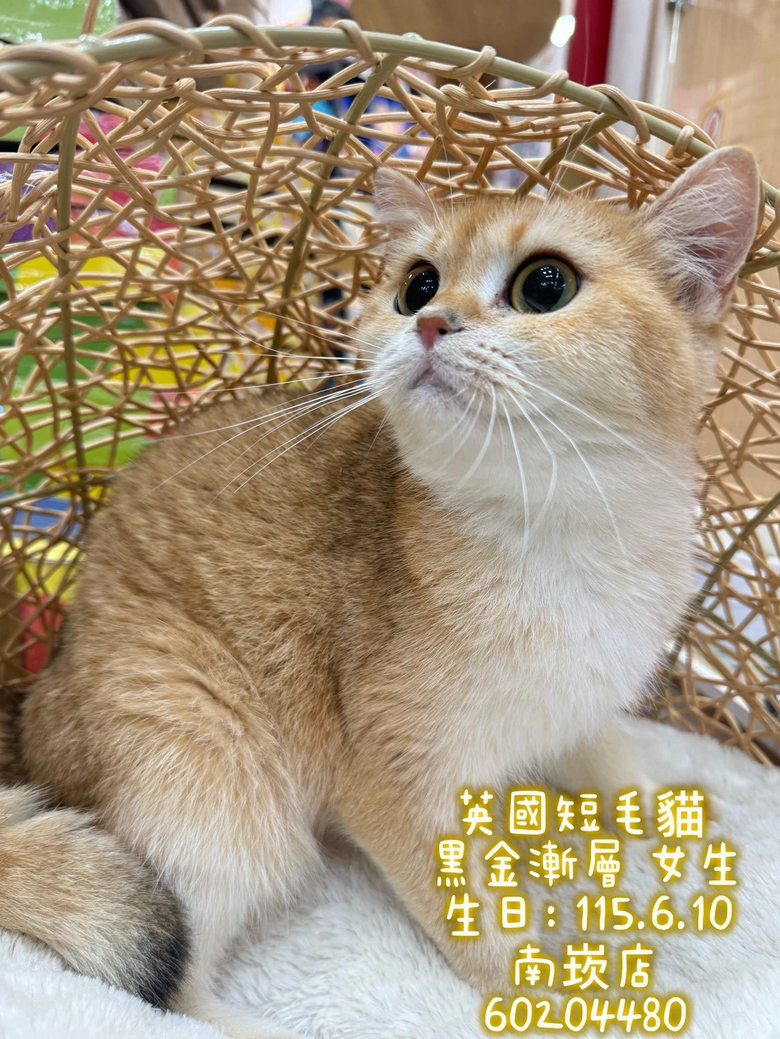 英國短毛貓｜黑金漸層