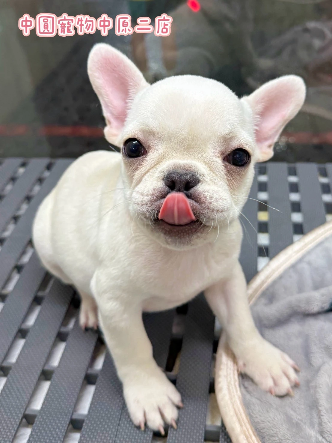 法國鬥牛犬｜奶油