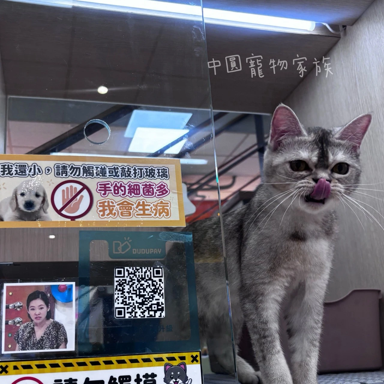 英國短毛貓｜銀漸層