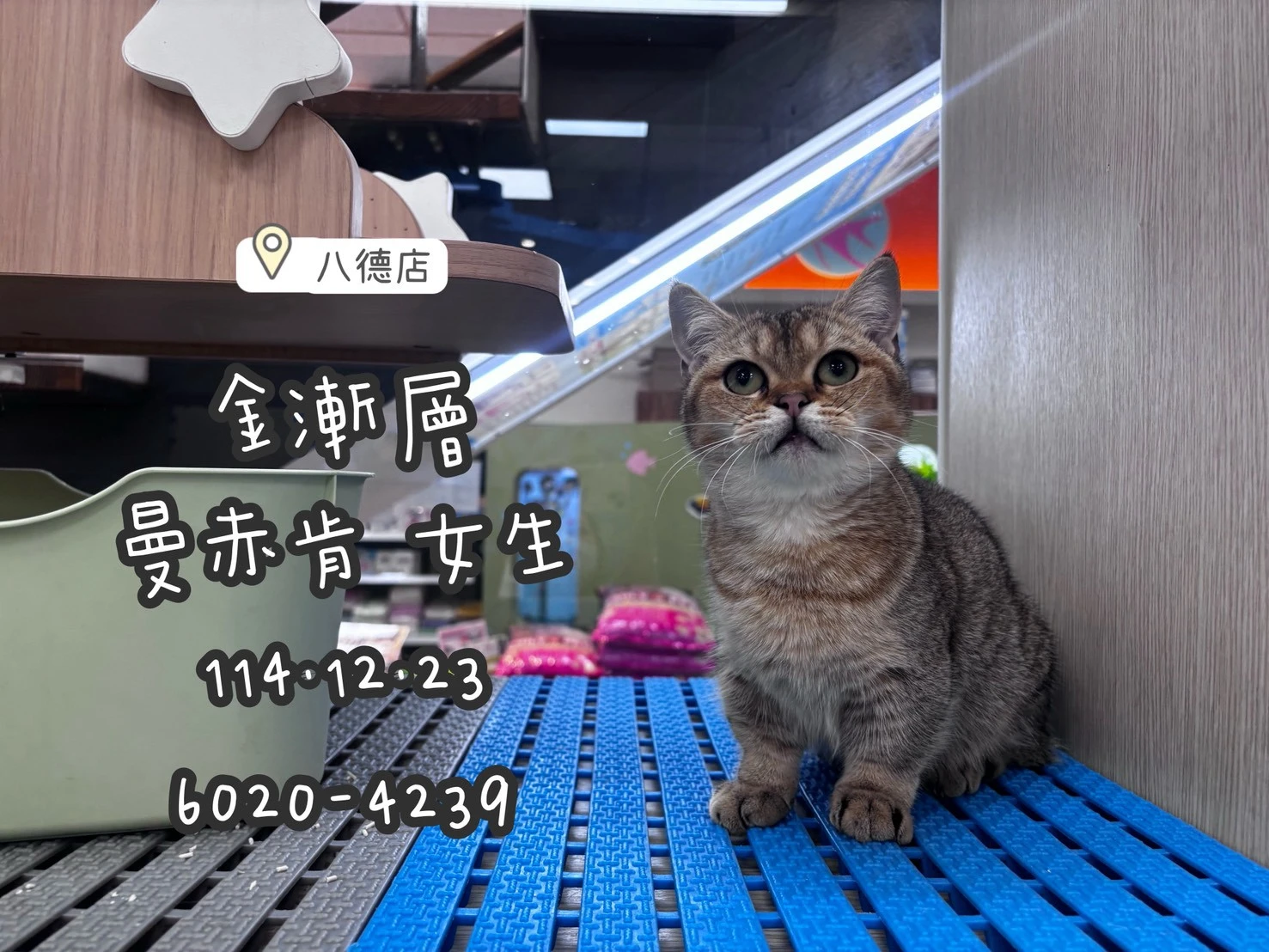 曼赤肯｜金漸層