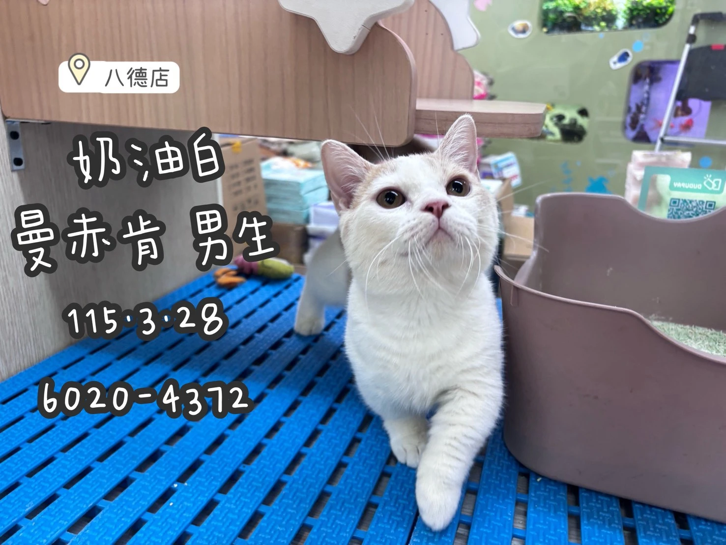 曼赤肯｜奶油白