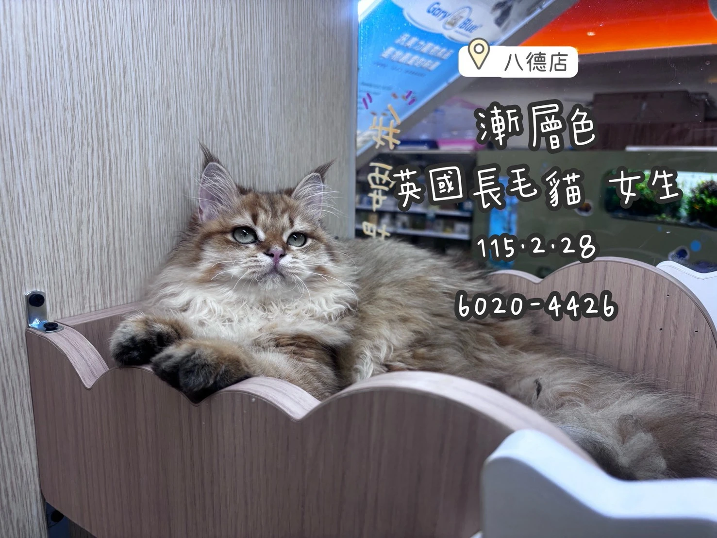 英國長毛貓｜漸層色