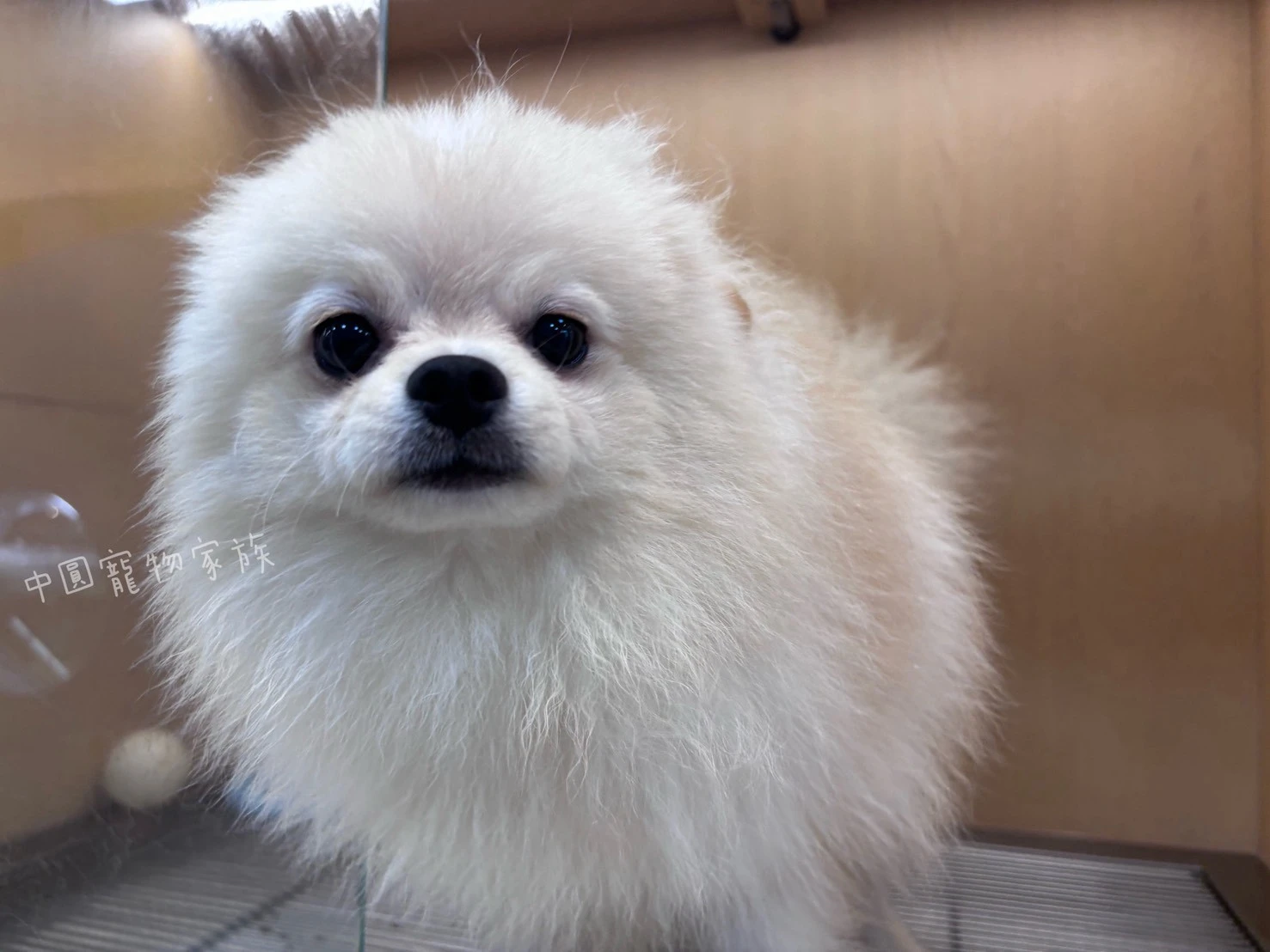 博美犬｜奶油