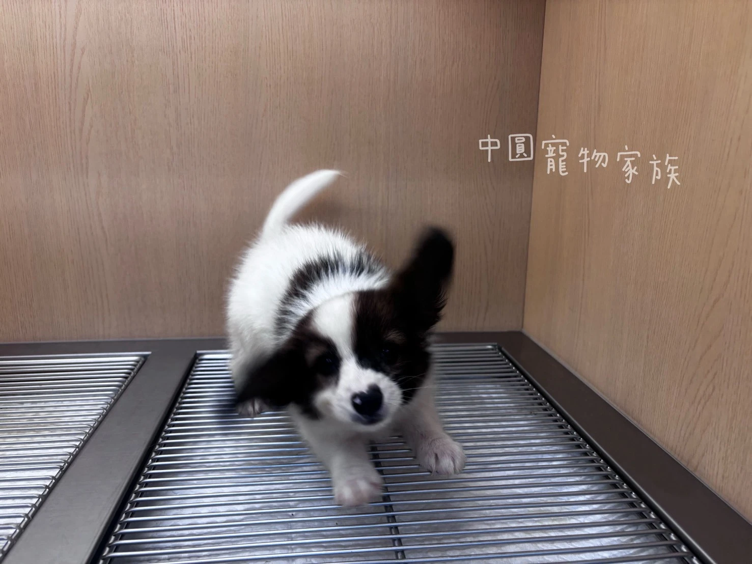 蝴蝶犬｜棕白