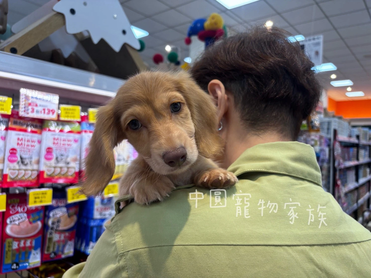 長毛臘腸｜伊莎貝拉