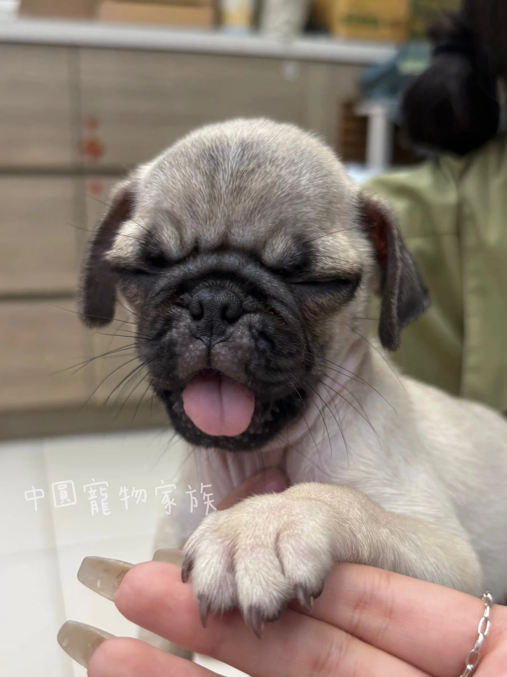 巴哥｜米