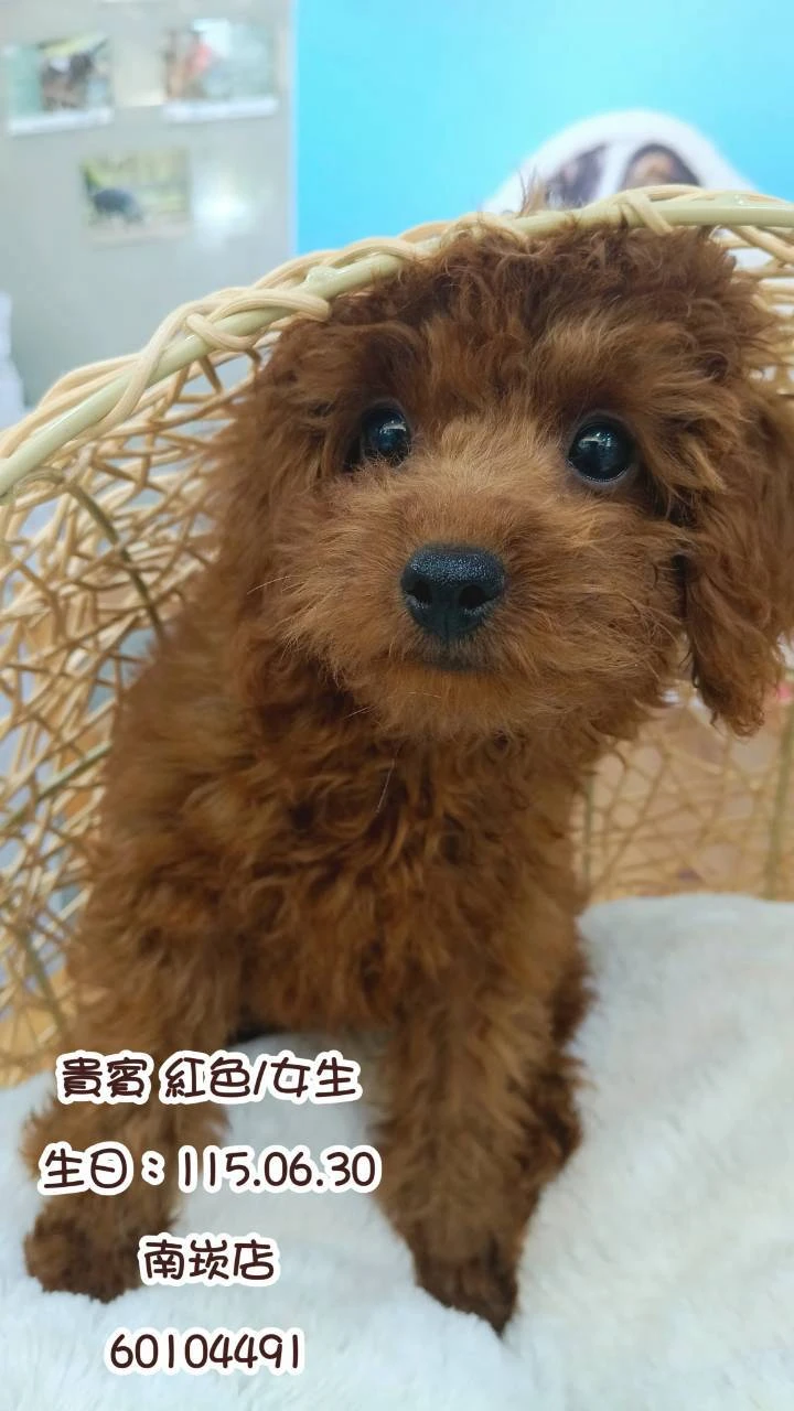 貴賓犬｜紅