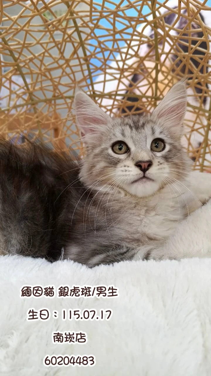 緬因貓｜銀虎斑