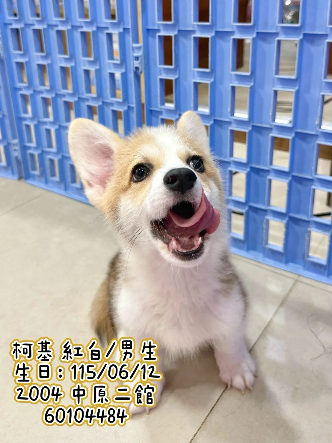 柯基犬｜紅白
