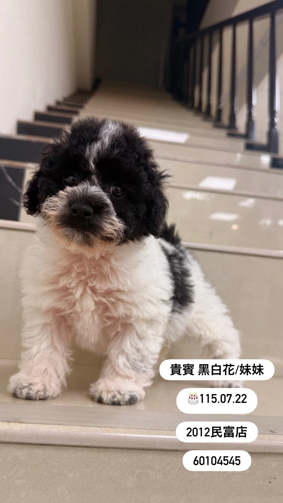 貴賓犬｜黑白花