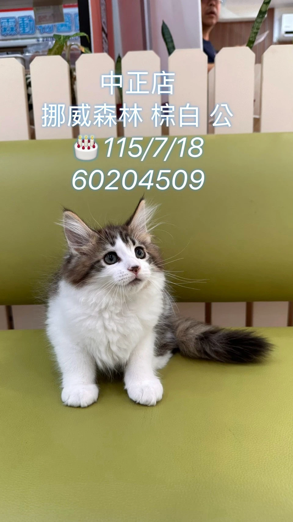 挪威森林｜棕白