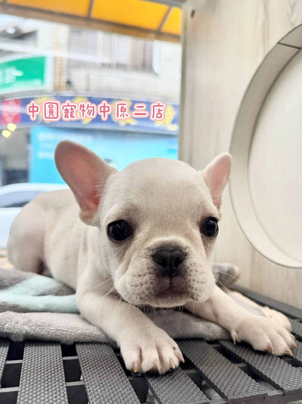 法國鬥牛犬｜奶油