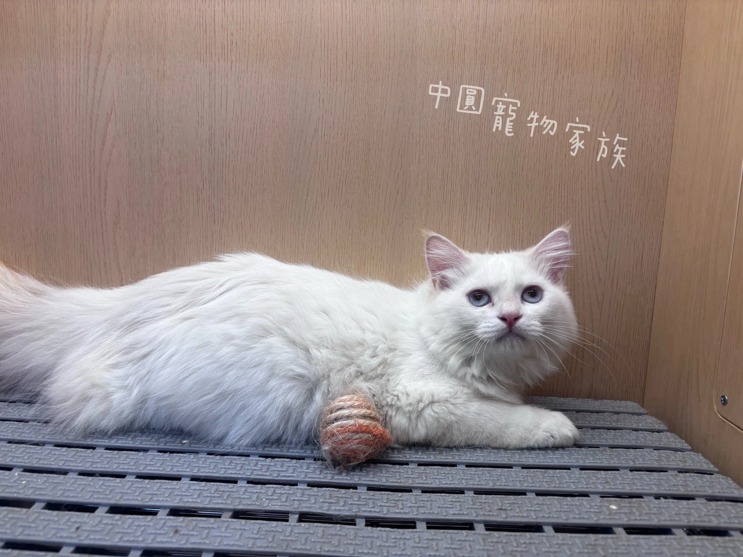 英國長毛貓｜金重點