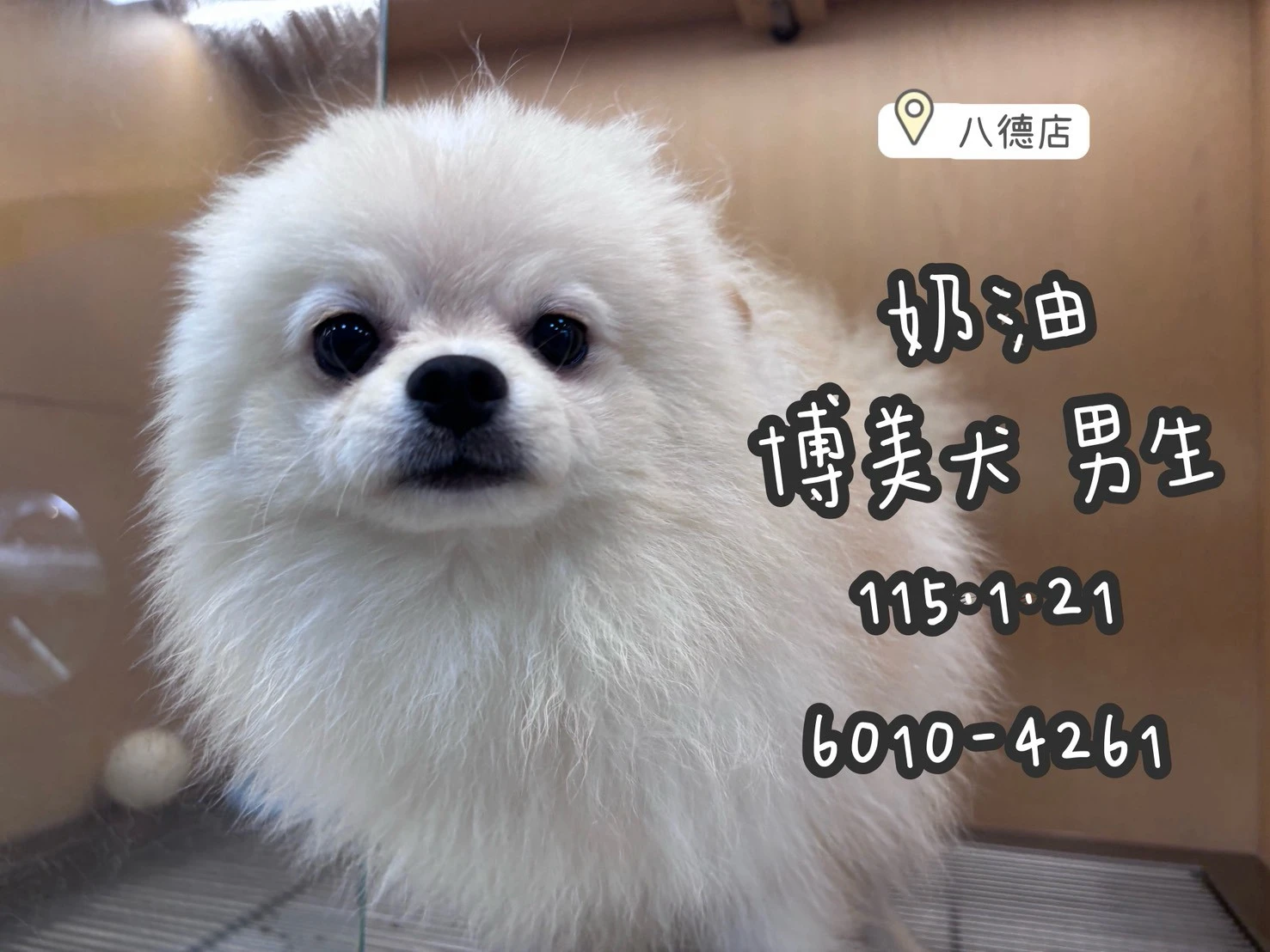 博美犬｜奶油