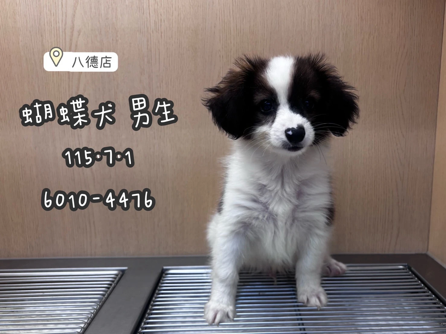 蝴蝶犬｜棕白