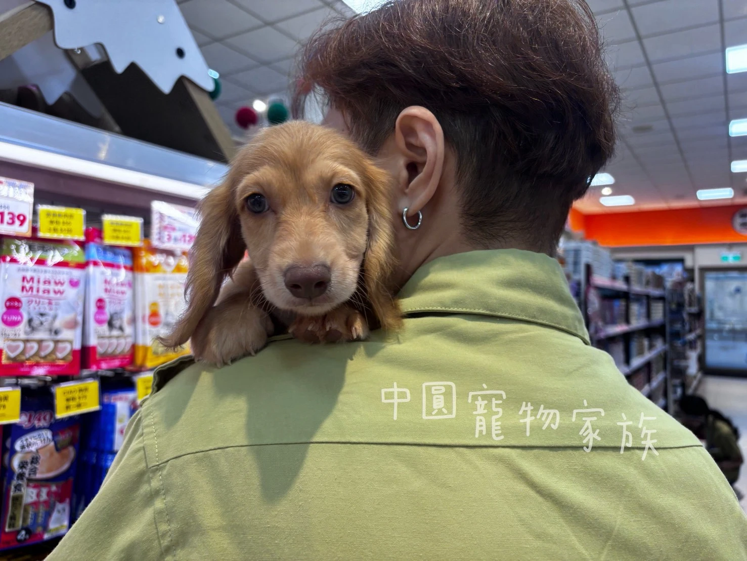 長毛臘腸｜伊莎貝拉