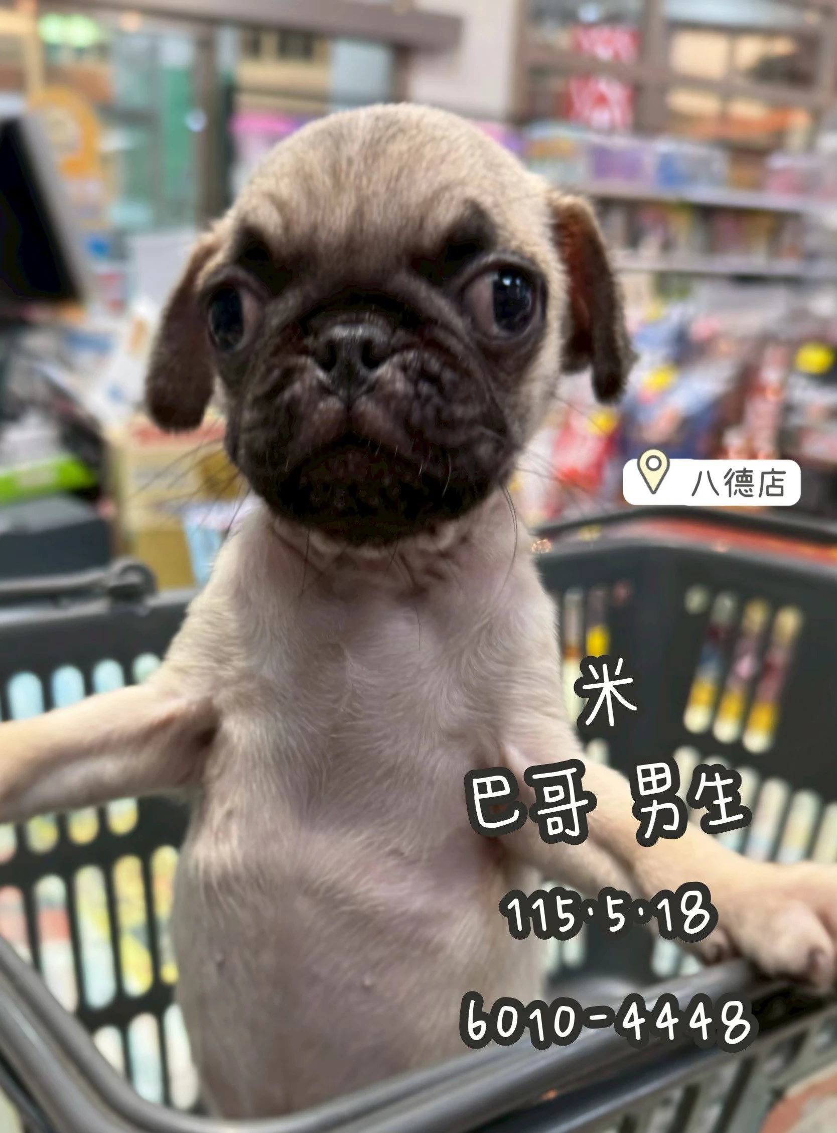 巴哥｜米