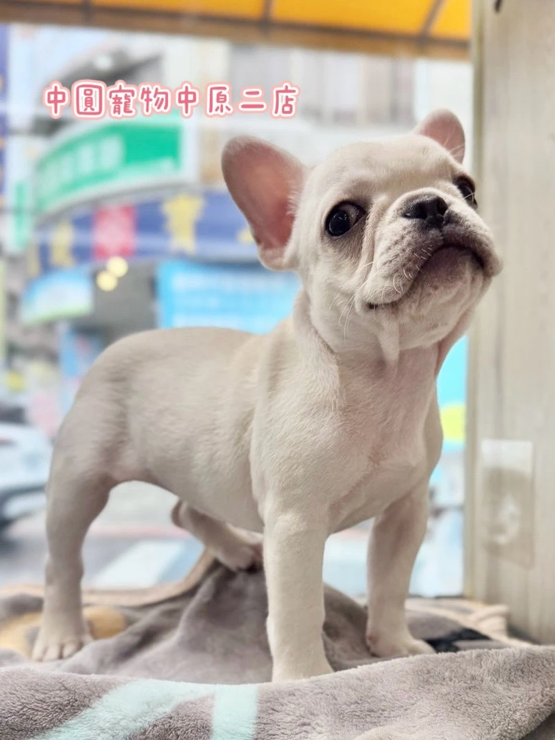 法國鬥牛犬｜奶油