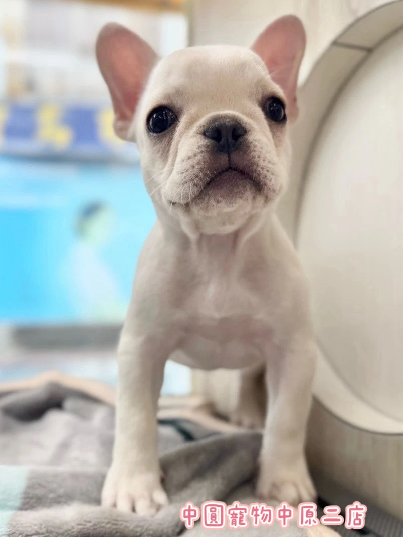 法國鬥牛犬｜奶油