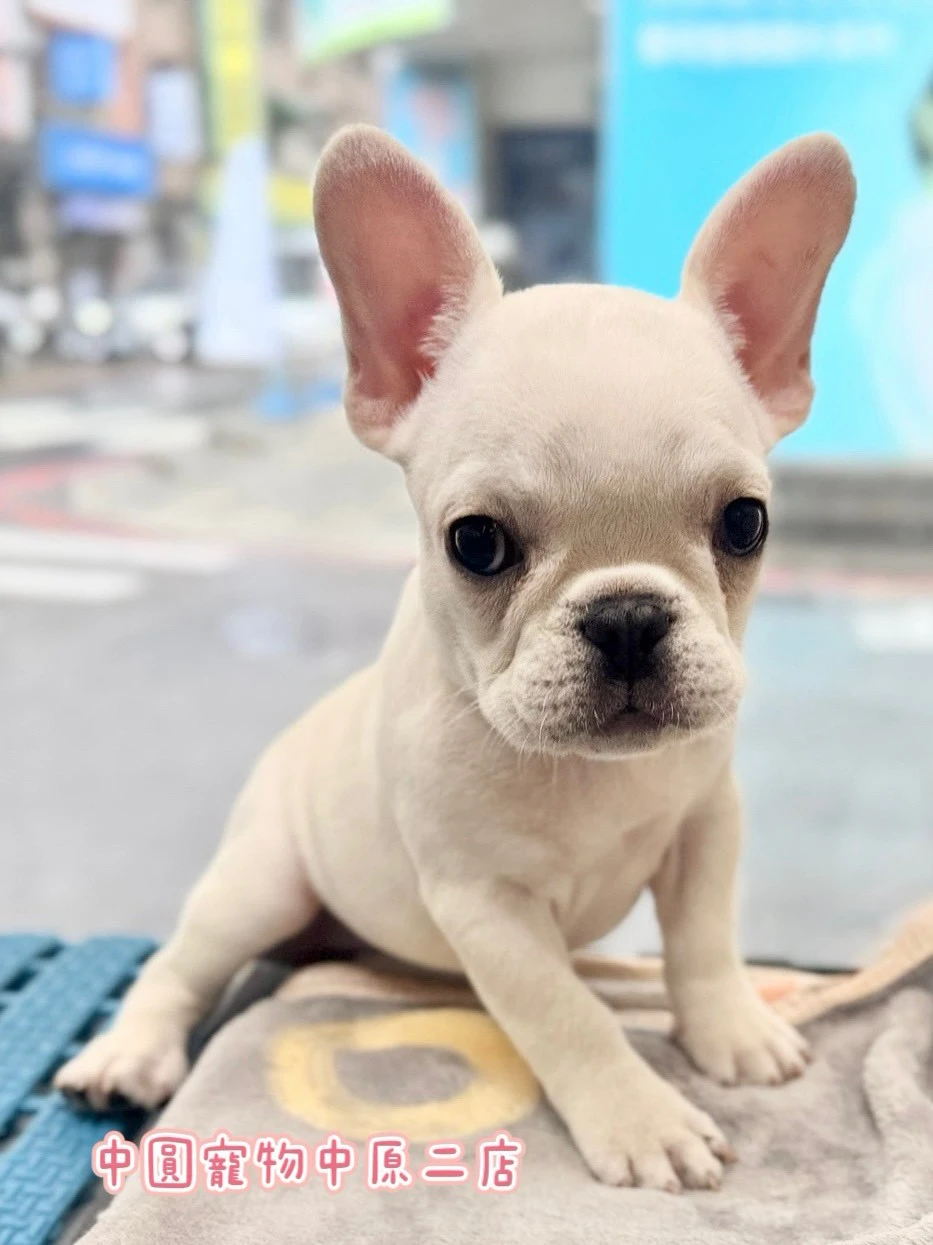 法國鬥牛犬｜奶油