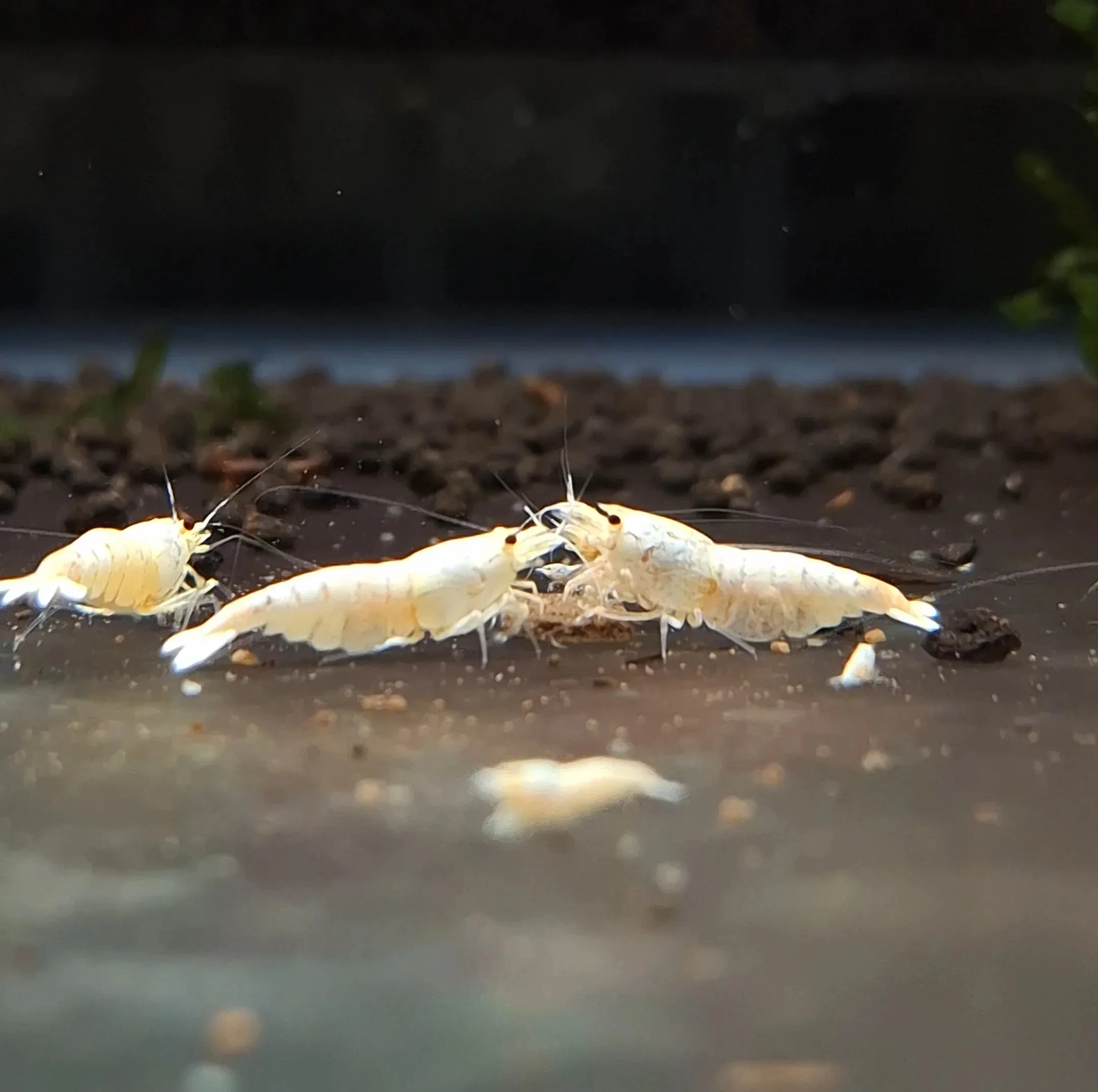 白雪公主水晶蝦