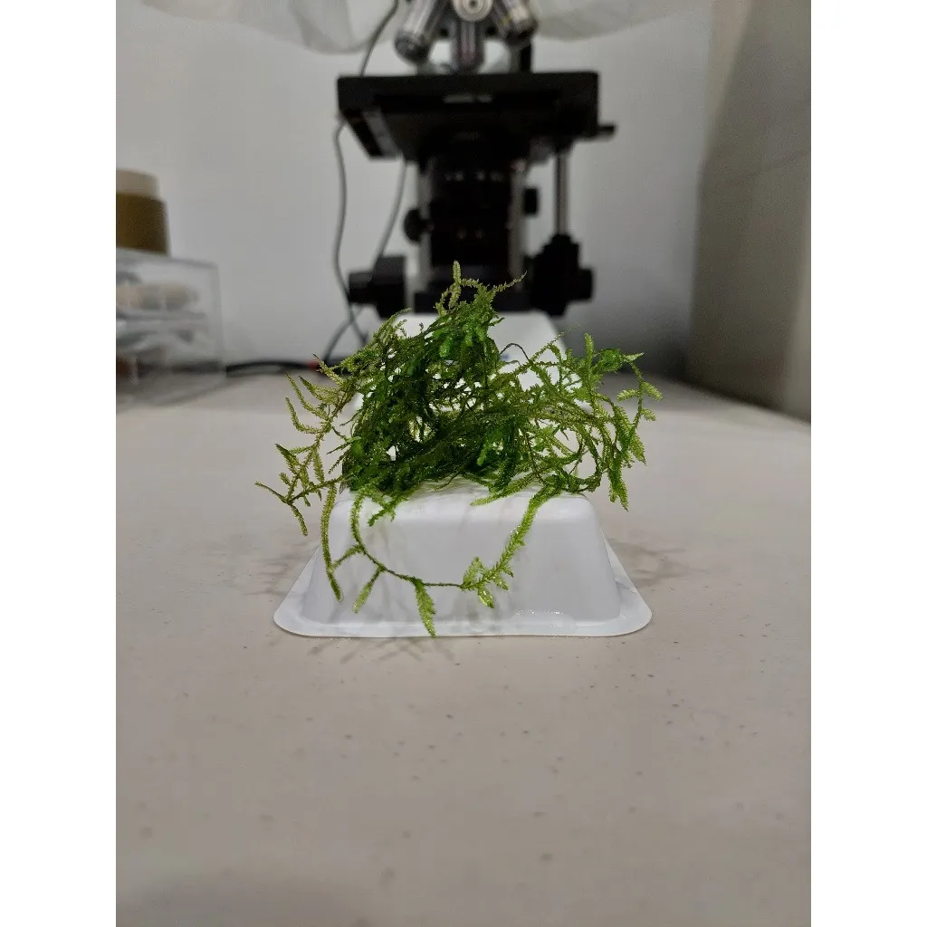 怪蕨莫絲 爪哇默絲 1克2元 水晶蝦缸產