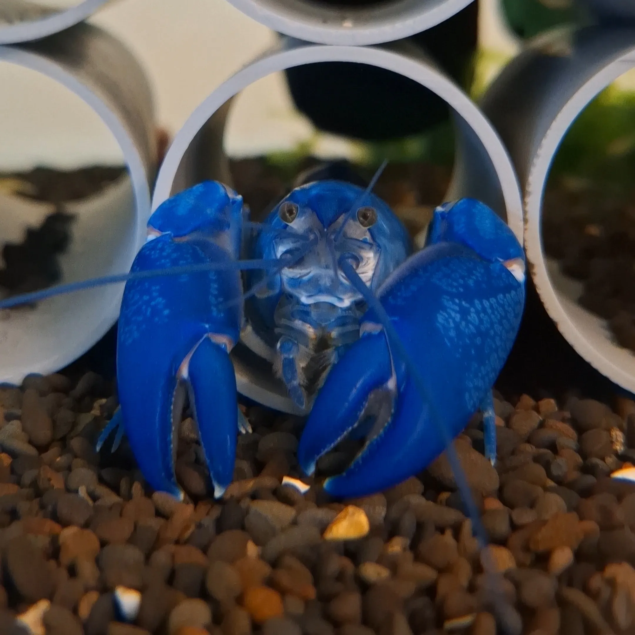 純藍 Cherax albidus