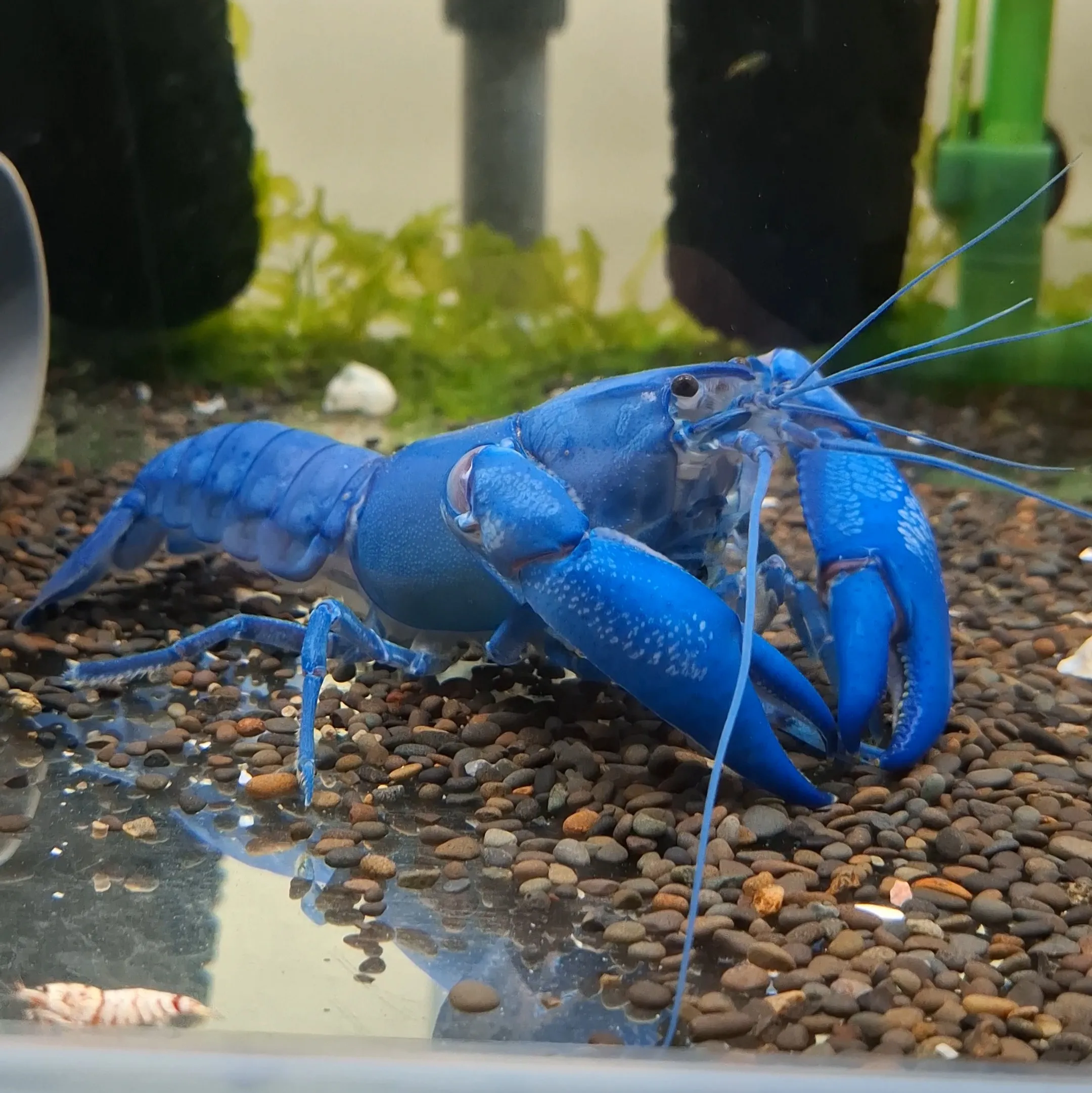 純藍 Cherax albidus