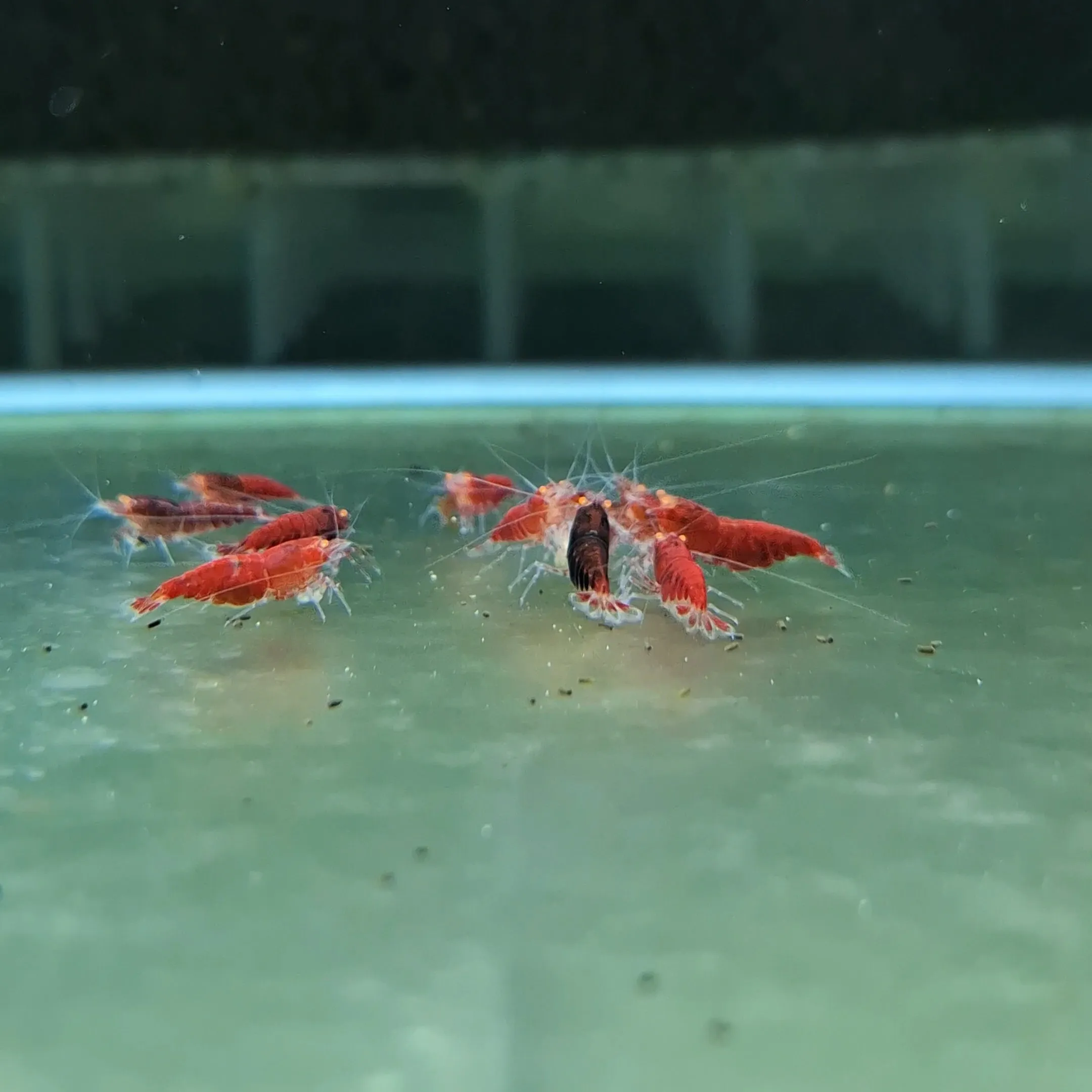 金眼紅鑽 紅體/紅黑體