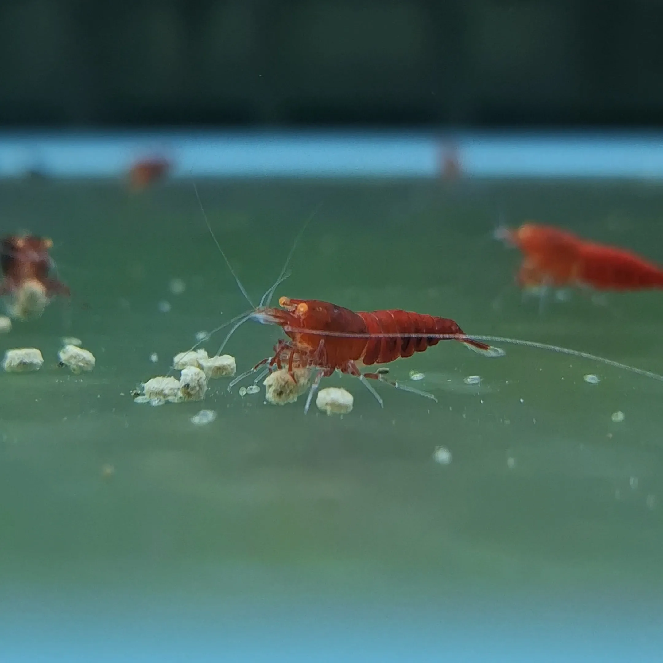 金眼紅鑽 紅體/紅黑體