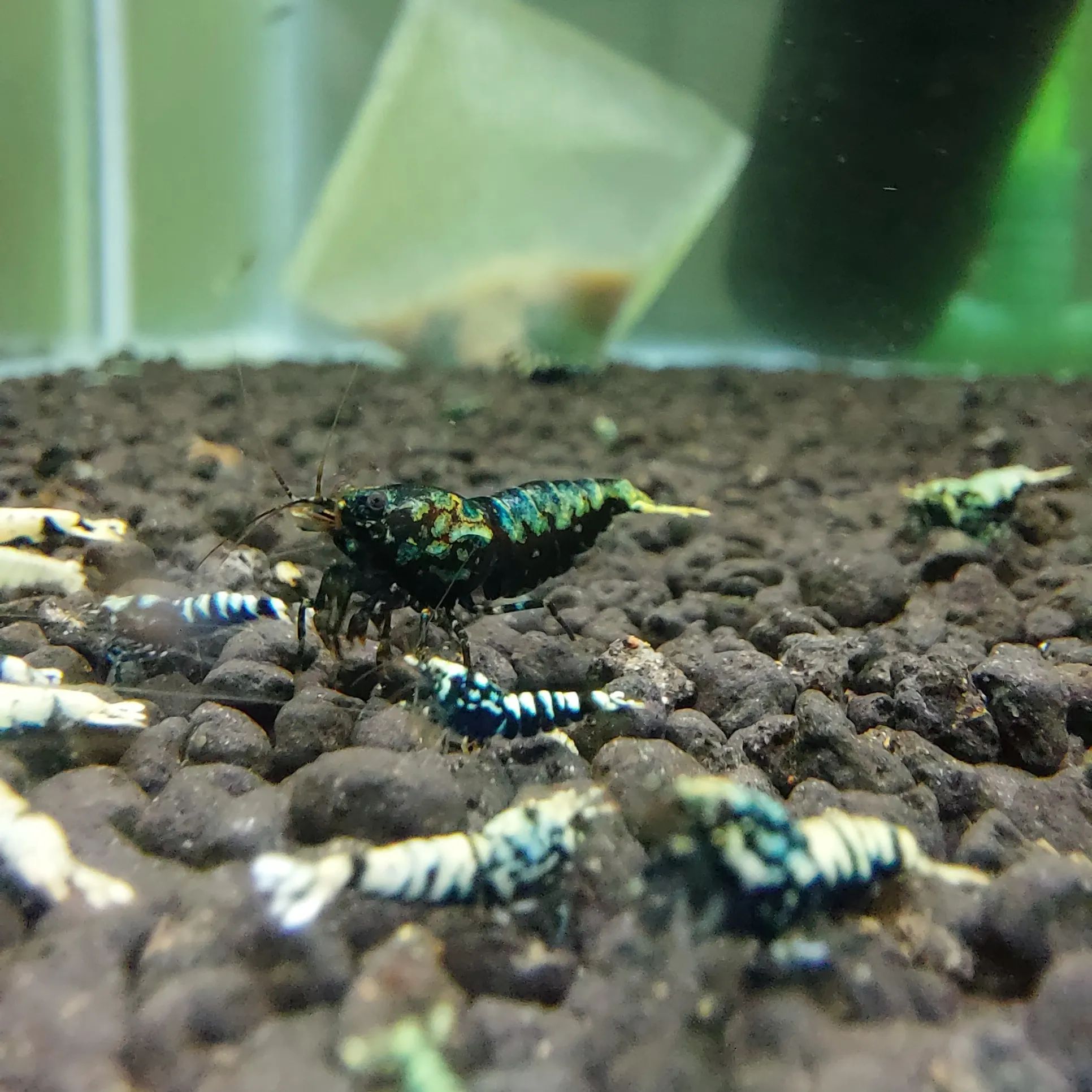 金屬藍蟒