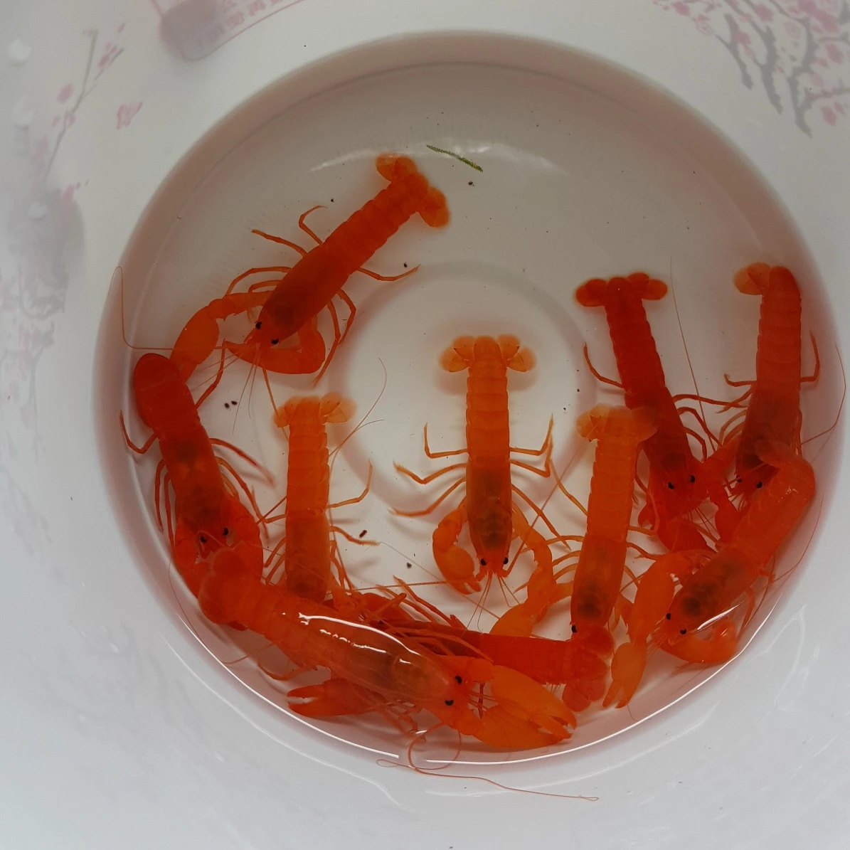 火焰巨手螯蝦