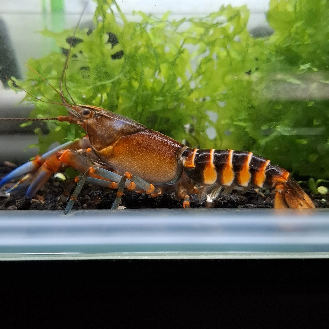 彩虹狼蝦螯蝦