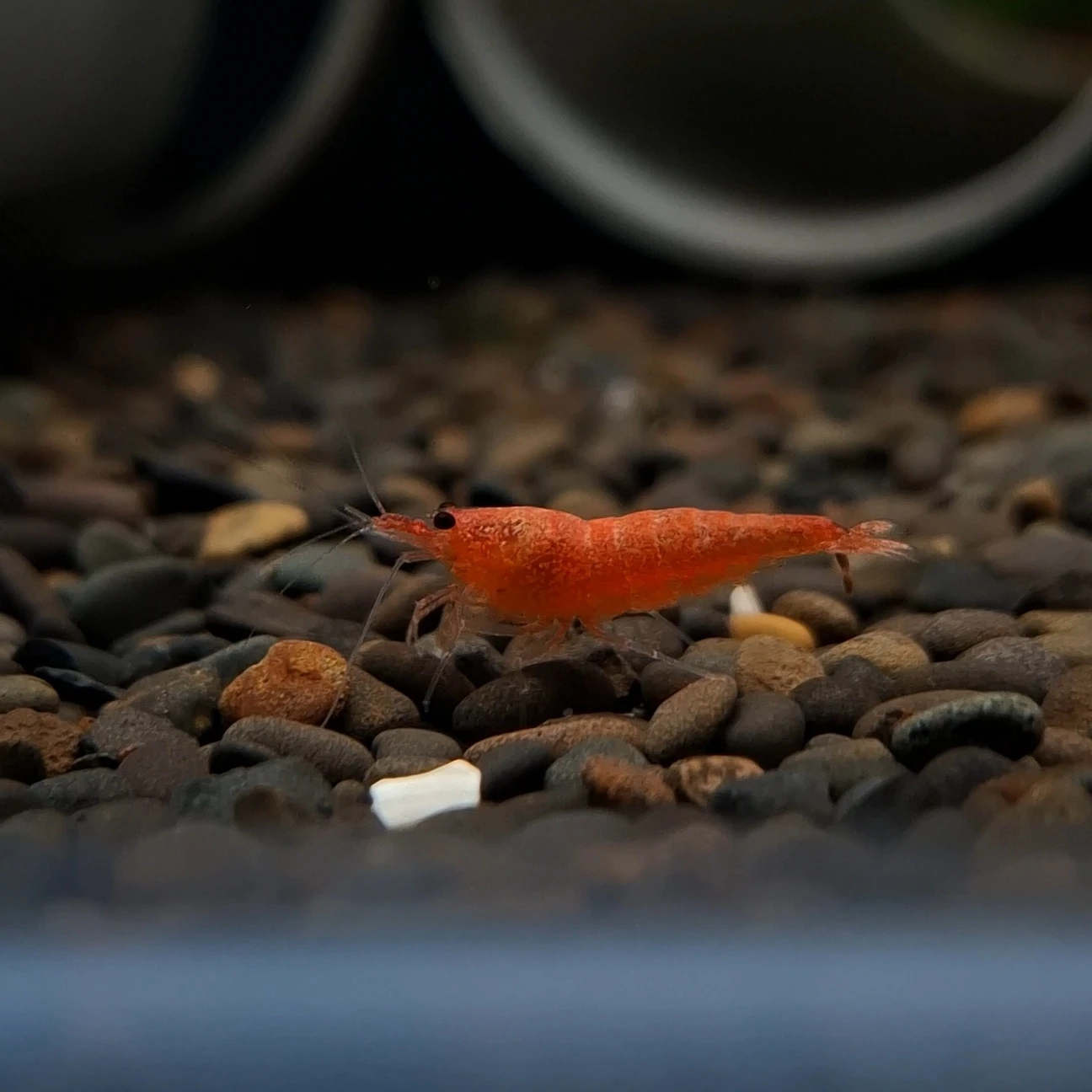粉橘芭比公主 水晶蝦
