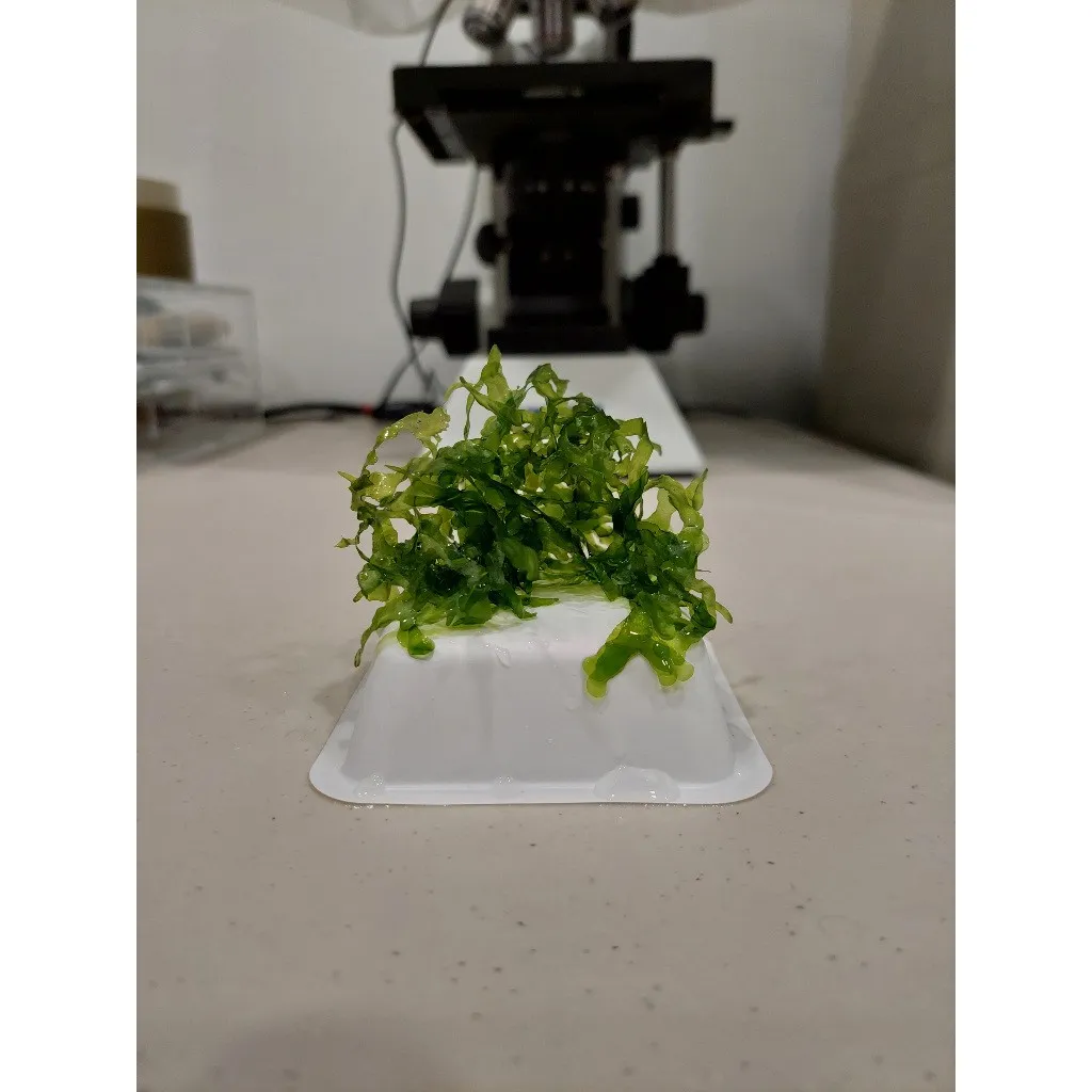 怪蕨莫絲 爪哇默絲 1克2元 水晶蝦缸產