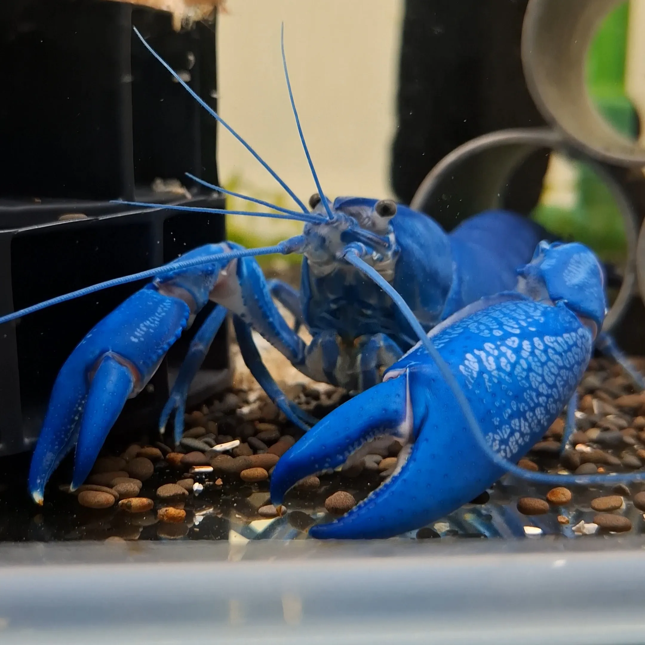 純藍 Cherax albidus