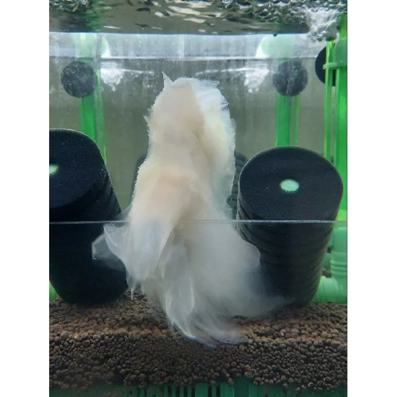 水晶蝦微生物滷包 增生絨毛藻 提高微生物量 客製化