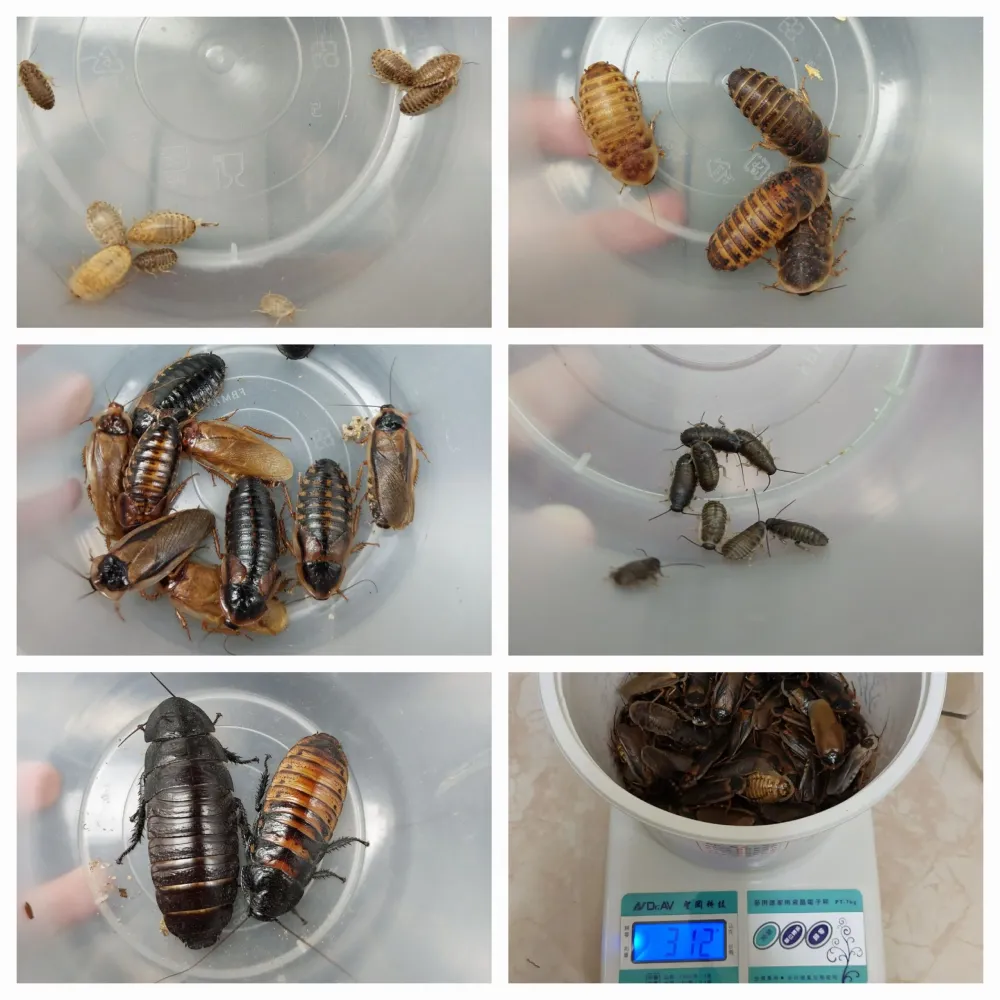 杜比亞 馬島 蟑螂 Dubia G. portentosa