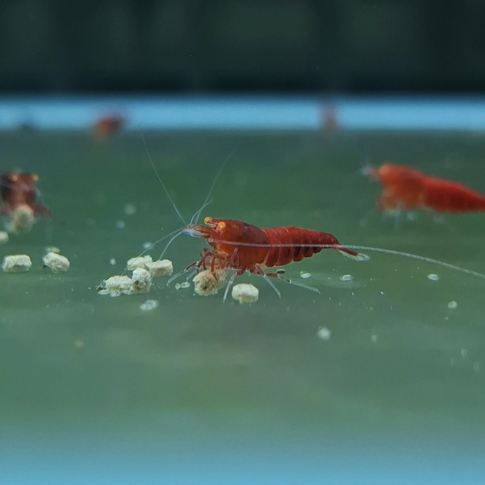 金眼紅鑽 紅體/紅黑