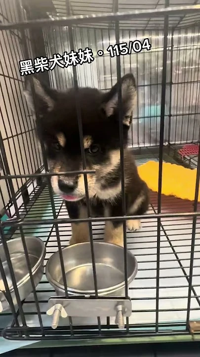 黑柴犬妹妹