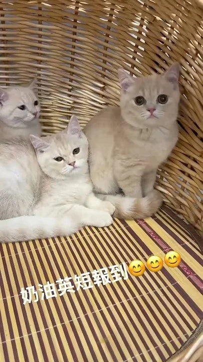 英國短毛貓