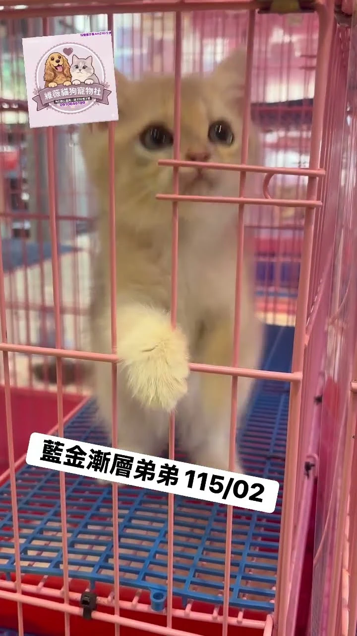#藍金漸層 藍金漸層英短 弟弟