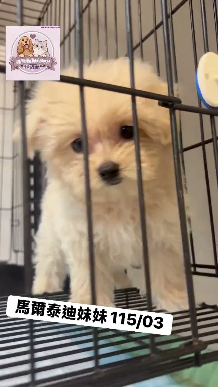 馬爾泰迪妹妹