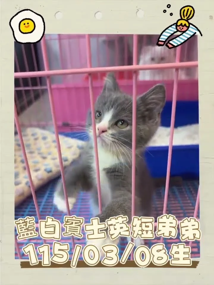 藍白賓士英短弟弟
