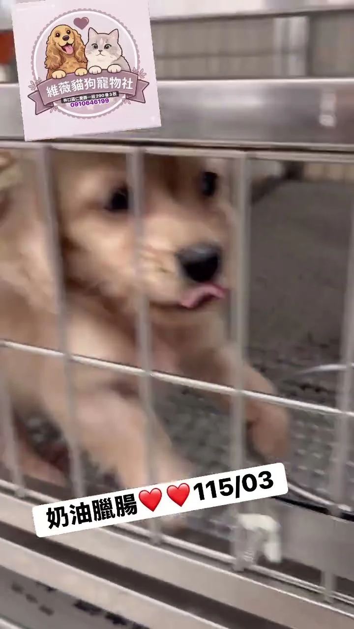 奶油長毛臘腸