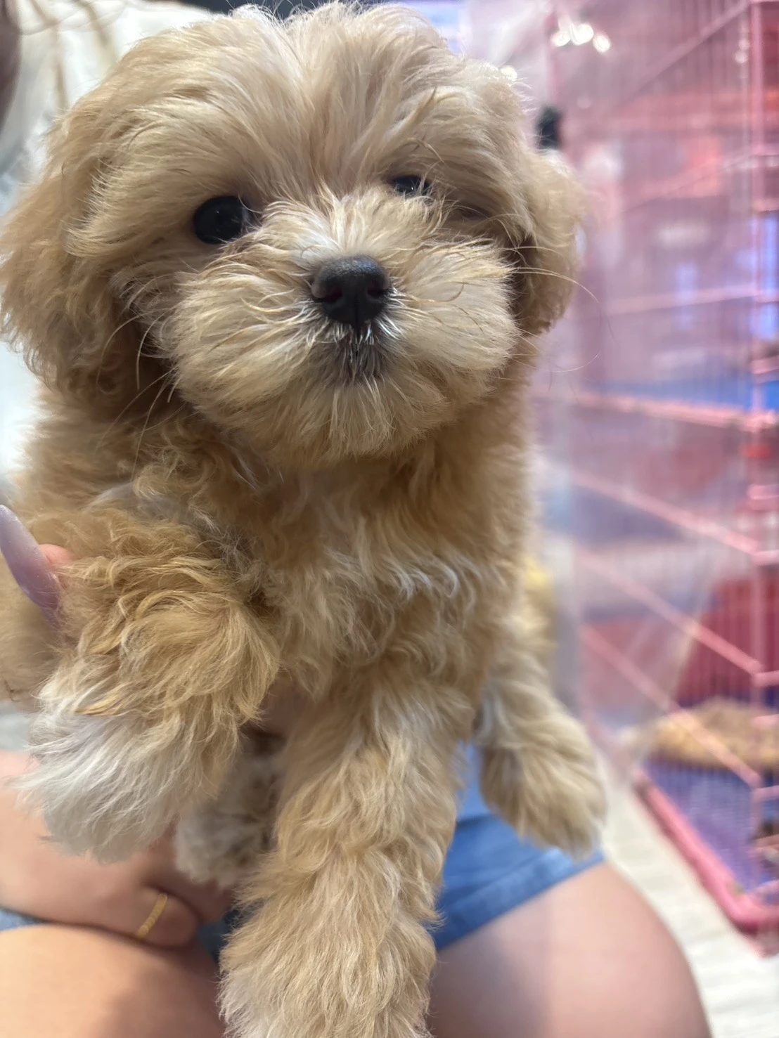 馬爾泰迪妹妹