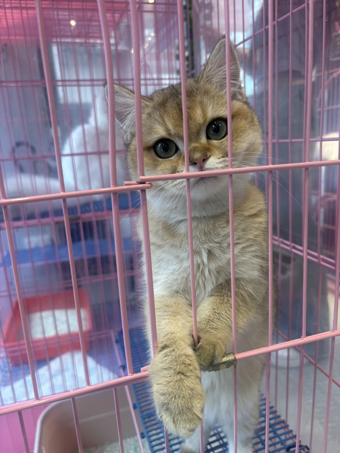 金漸層妹妹