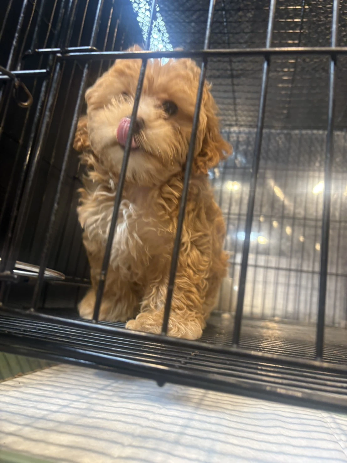 馬爾泰迪弟弟